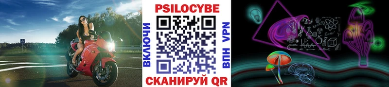 Купить Гвардейск Псилоцибиновые грибы Psilocybe